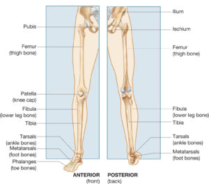 The Lower Extremities