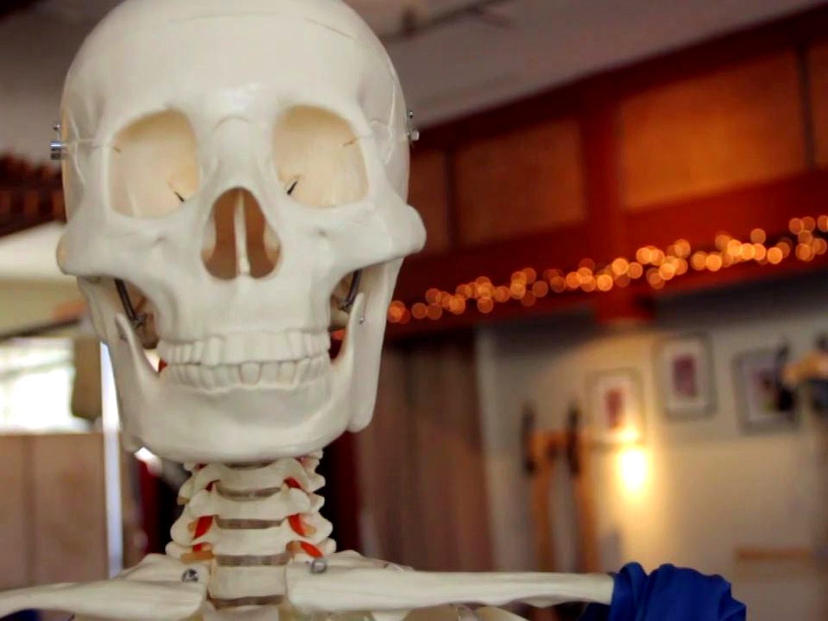 Neck and Shoulders anatomy workshop