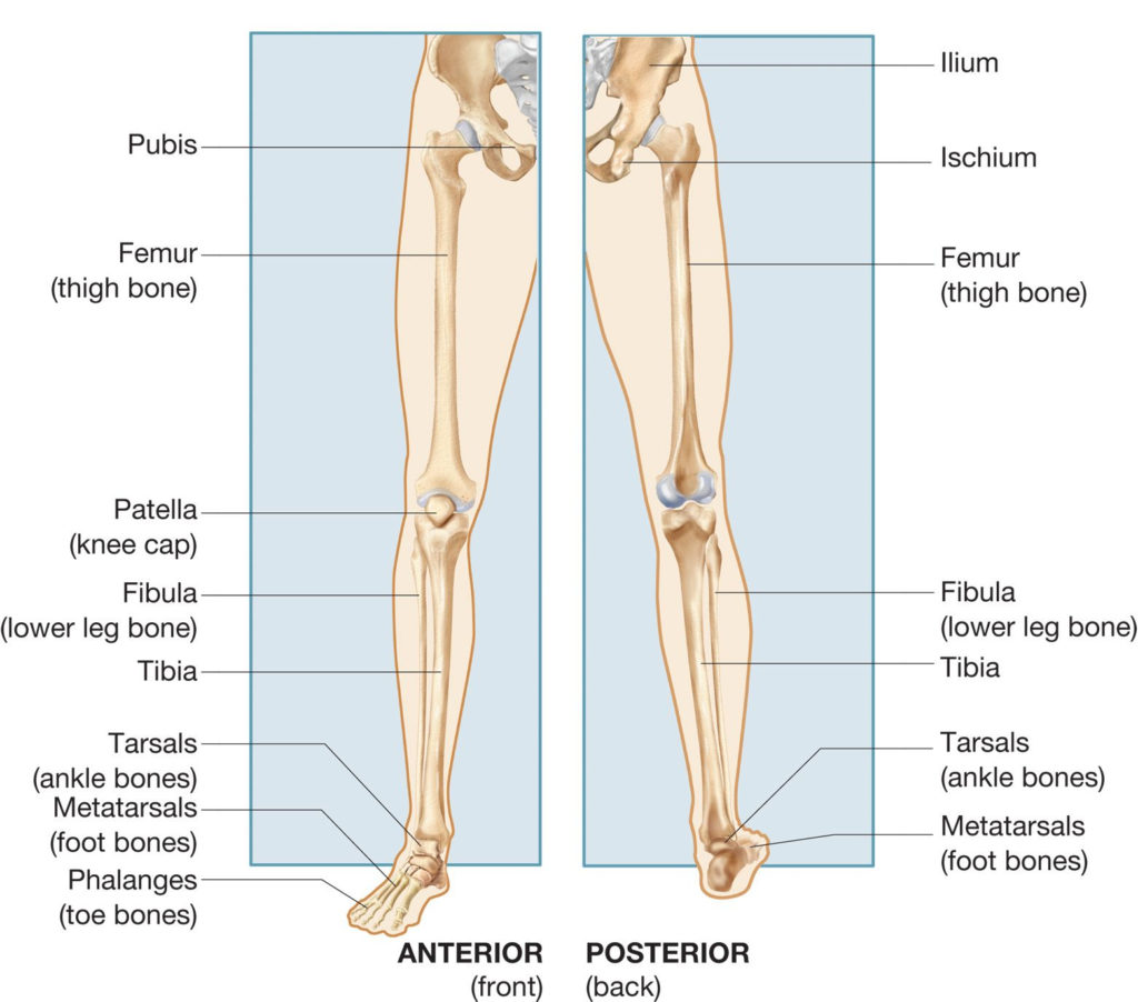 Other Name For Lower Extremity