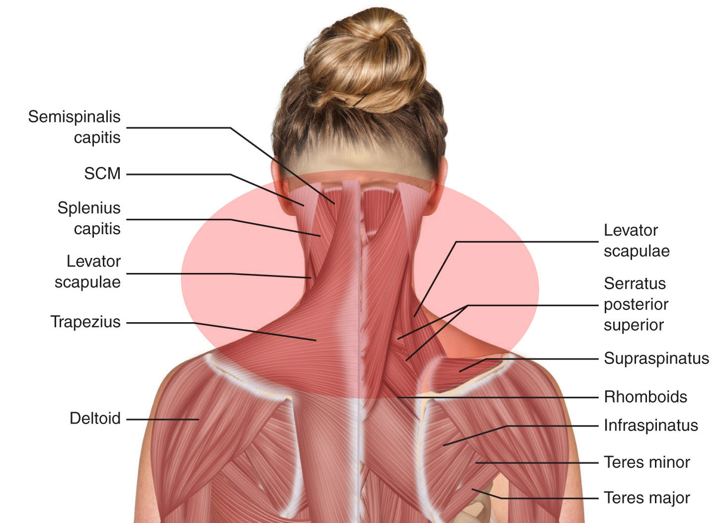 Neck and Shoulders are areas of the body where you can feel